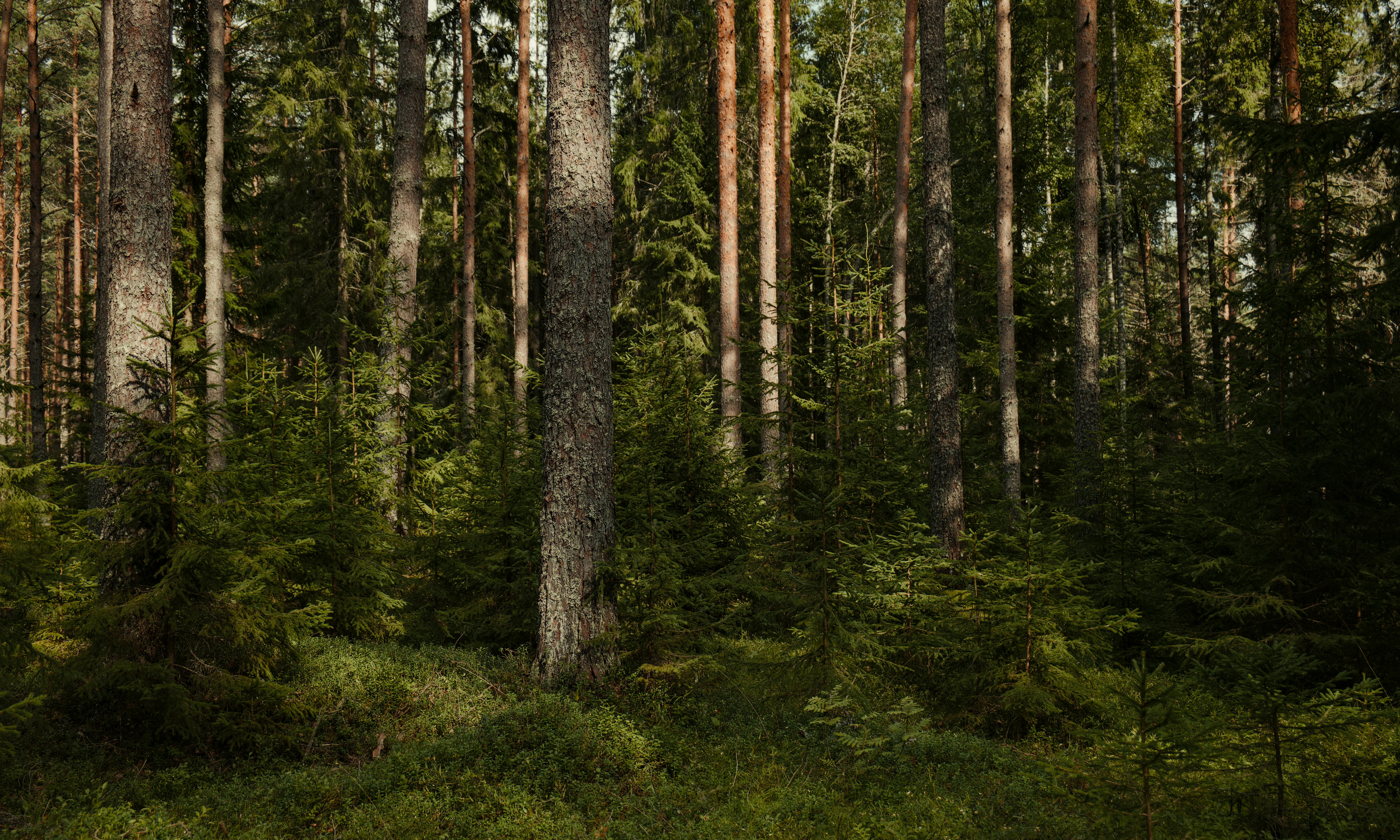 Aventure en forêt