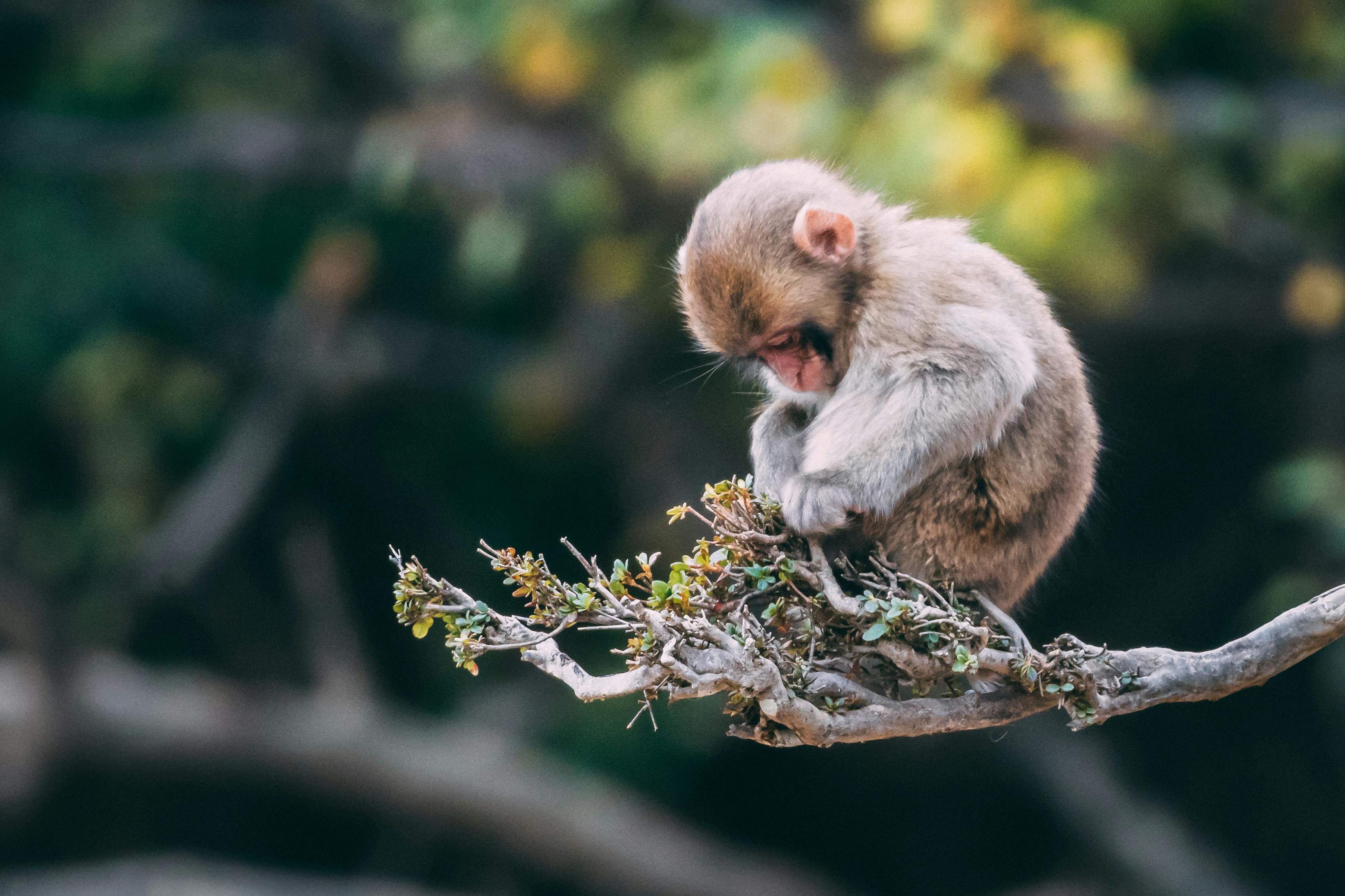 Observation de la faune